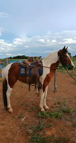 VENDE-SE Égua Piquira