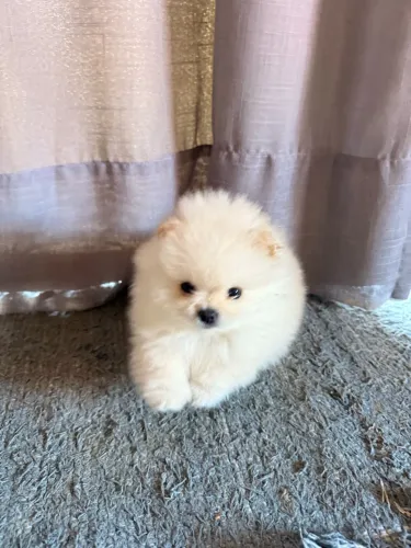 Filhote de Lulu da Pomerania Spitz Alemão Anão
