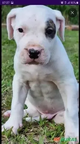 filhote de dog argentino