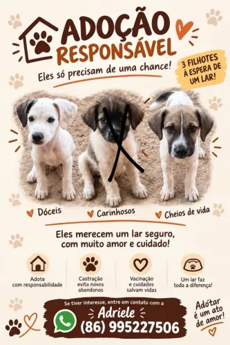 Doação de cachorros