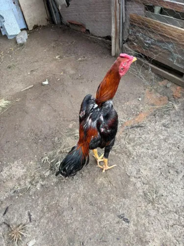 Disponível pra venda