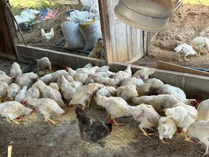 Frango de corte