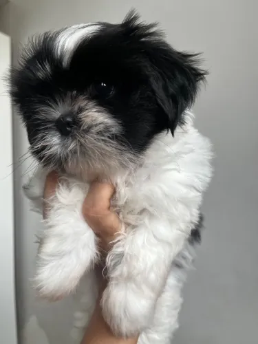 Filhotinho Shih Tzu