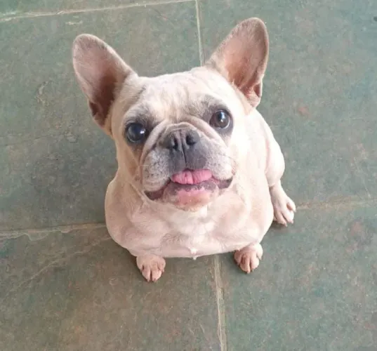 Bulldog francês mini exótica rara 