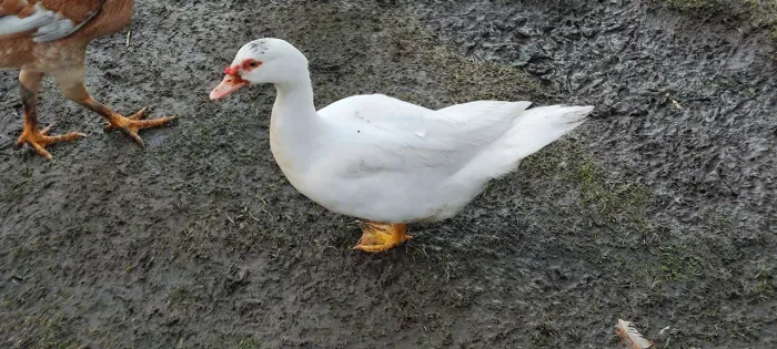 Casal de pato 