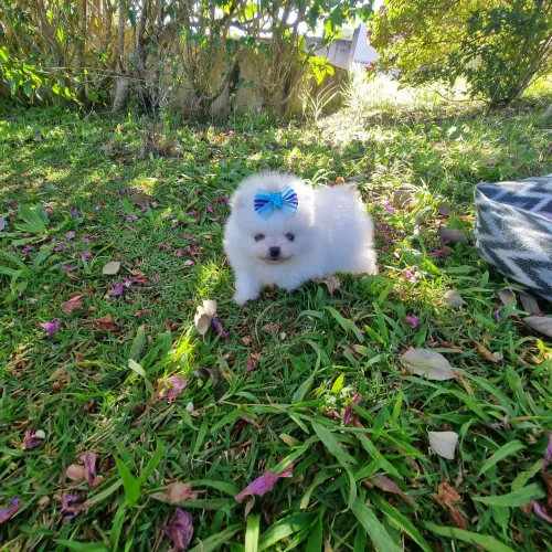 Lulu da pomeranea spitz anã feminha