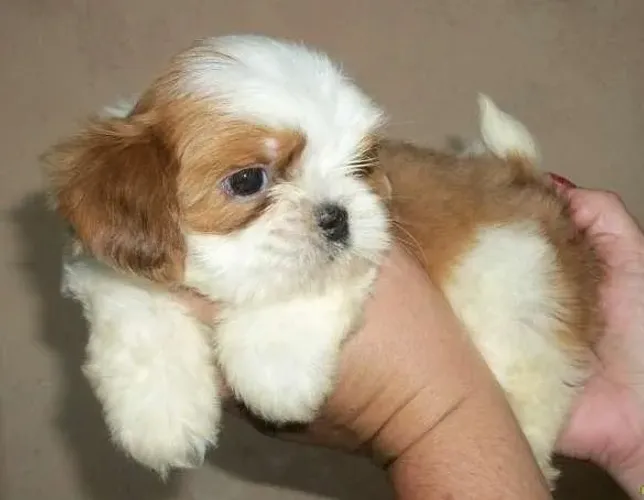 Lhasa Apso Filhotes Padrão Tradicional. 