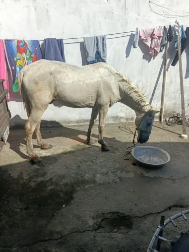 VENDO CAVALO