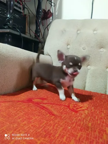 Filhotes de chihuahua fêmeas