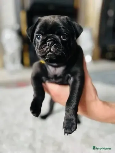 Bebezinho pug brincalhão e saudável de excelente genética