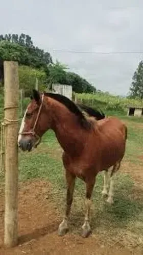 Cavalo