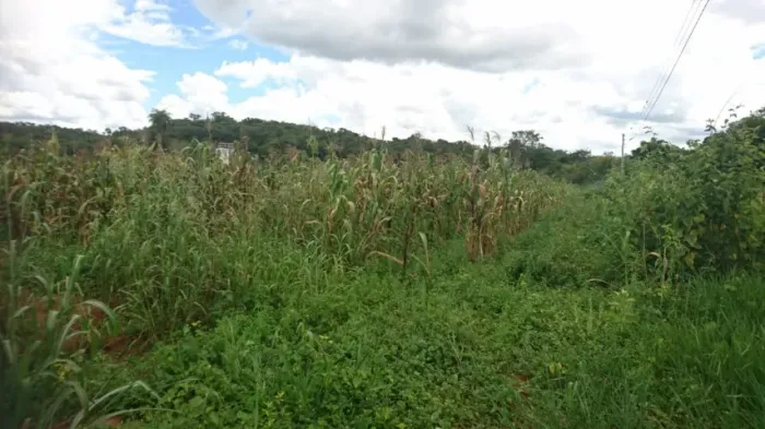 Chácara de 20.000m², terra de plantio com córrego nos fundos.