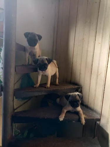 Lindos Pug mini 