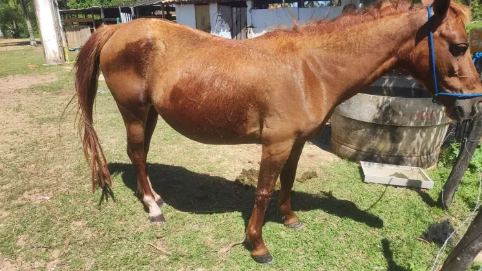 Pônei fêmea testada pra criança