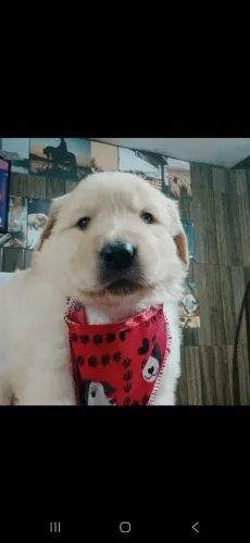 Golden retriever 