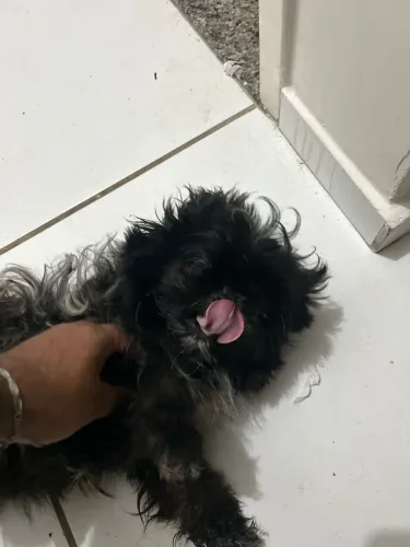 Cachorra Shih Tzu
