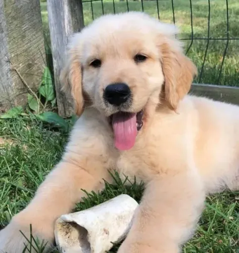 Filhotes de Goldne Retriever | Filhote que ilumina sua rotina.