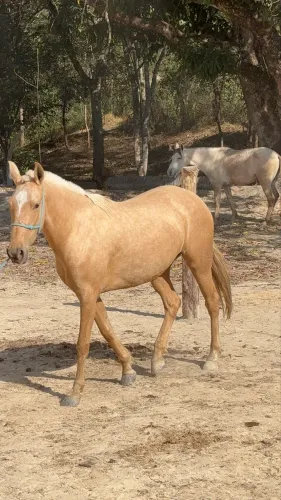 Égua Mangalarga Amarilha