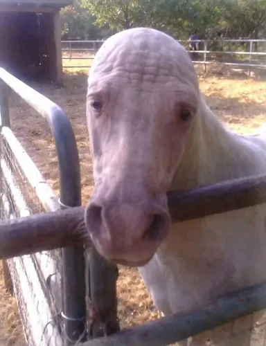 CAVALO QUARTO DE MILHA