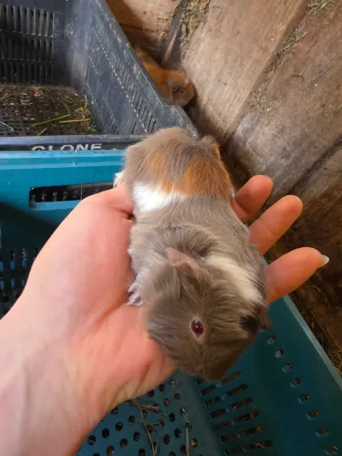 Filhotes de porquinho da Índia peruano e sheltie