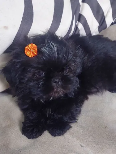 Linda femea shihtzu filhote