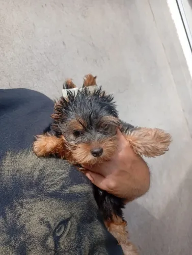 Lindos Filhotes de Yorkshire Terrier