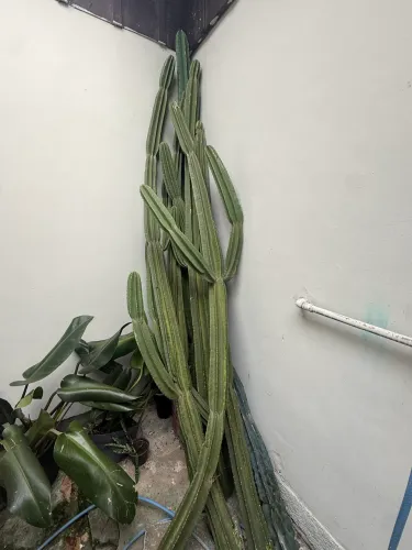 Doação cactos