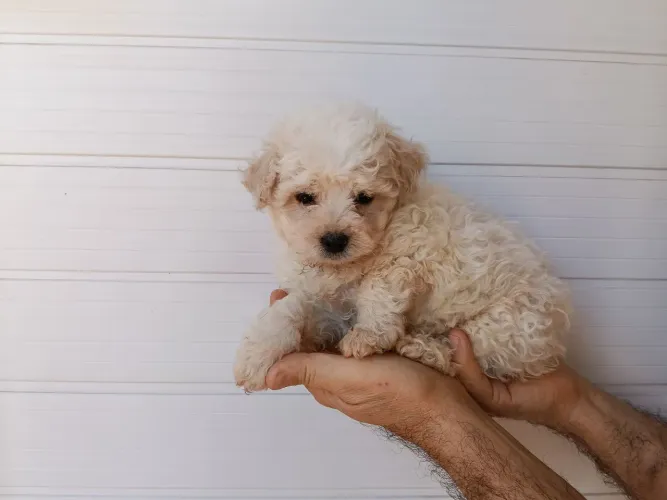 POODLE MACHO 