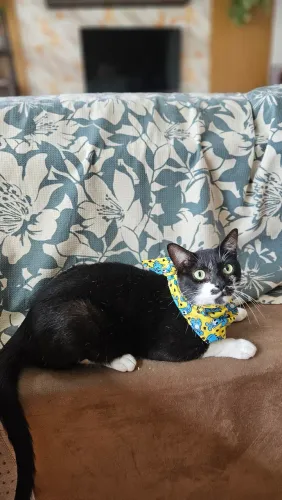Gatinhos para adoção
