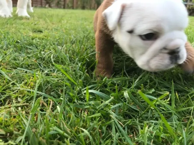 Bulldog Inglês,Bulldog Inglês Filhote Pronto Para Novo Lar