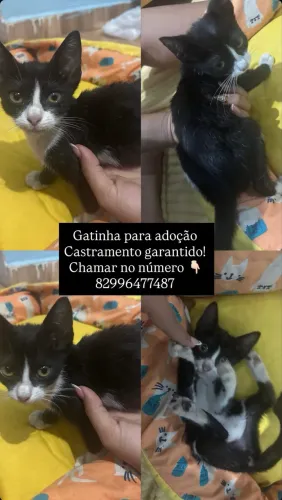 GATO PARA ADOÇÃO 