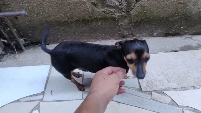 Cachorro pinscher macho 