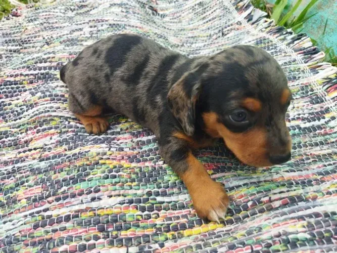 Dachushund