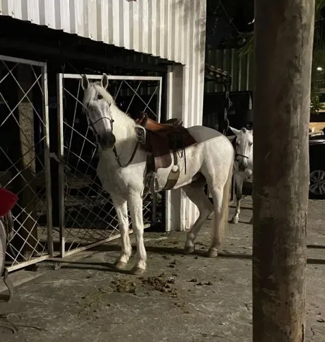 Cavalo marcha picada ( somente venda ) Aceito proposta, que não seja absurda