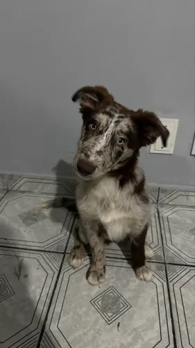 Filhote Border Collie na cor Merle disponível