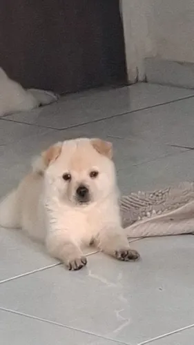 FILHOTES DE CHOW CHOW MESTIÇOS Á VENDA