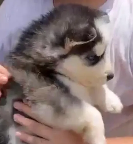 Husky Siberiano olhos claros