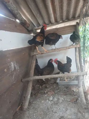 Veendo lote garninzé barbada
