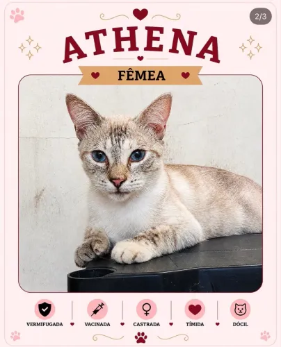 Gata para adoção