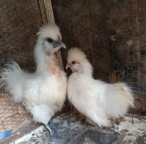 Casal de Brahma