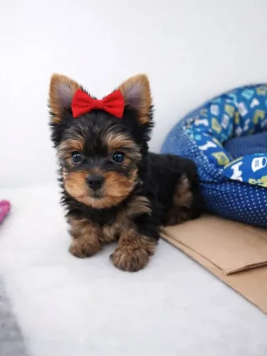 Vendo Yorkshire Terrier 