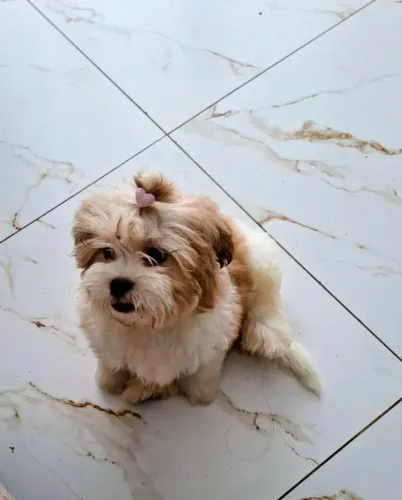 Shitzu Fêmea - 4 meses e todas vacinas 