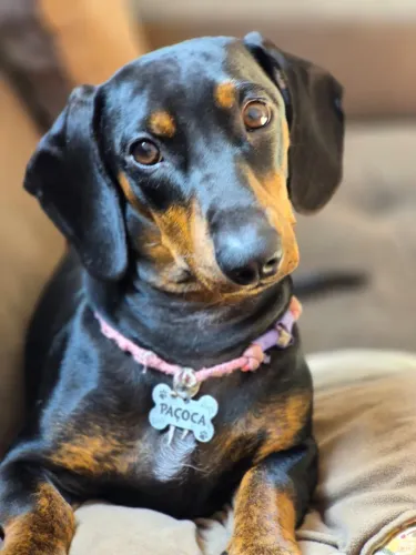 Procuro namorado para minha Basset 