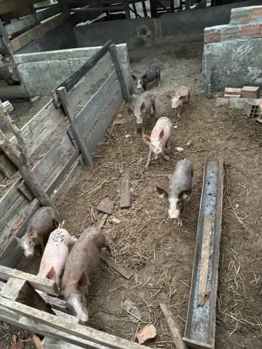CRIAÇÃO DE PORCO