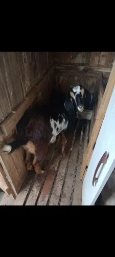 Cabra com ou sem filhote | cabrito