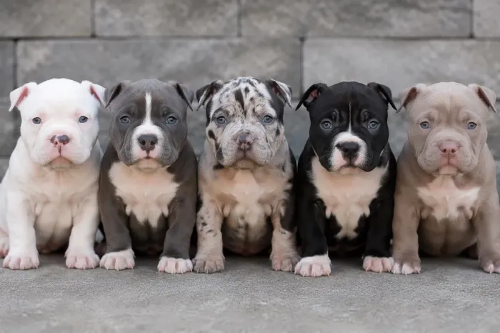 American bully Kennel registrado 