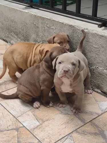 Filhotes disponíveis 