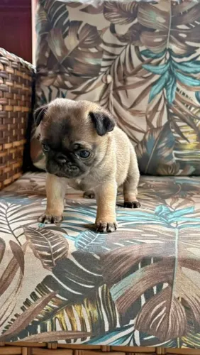 Pug machos e fêmea mini