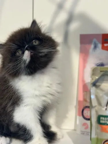 Gato.persa macho  preto e branco