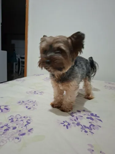 Vendo casal de Yorkshire